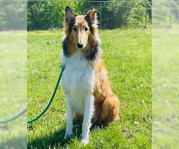 Medium Photo #2 Collie Puppy For Sale in Chantilly, VA, USA