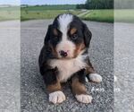 Puppy 4 Bernese Mountain Dog