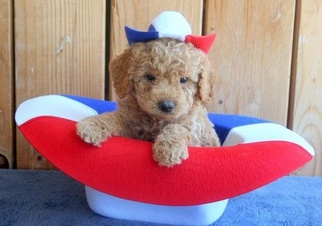 Goldendoodle Puppy for sale in MISSION VIEJO, CA, USA
