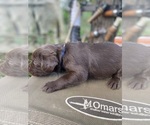 Small Photo #2 Labrador Retriever Puppy For Sale in SMITHS GROVE, KY, USA