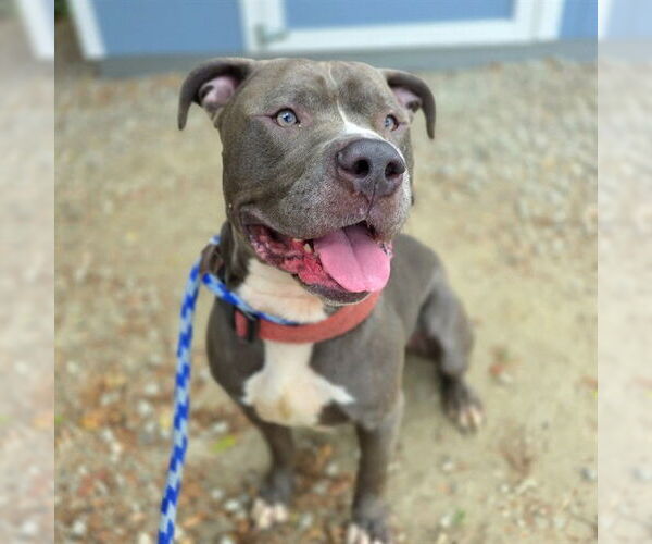 Medium Photo #1 American Pit Bull Terrier Puppy For Sale in Long Beach, CA, USA