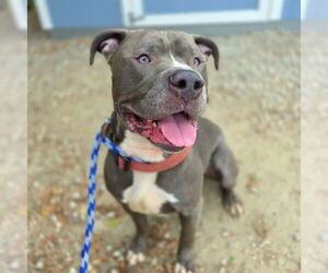 American Pit Bull Terrier Dogs for adoption in Long Beach, CA, USA