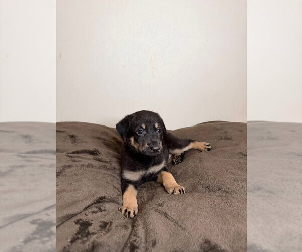 Medium Photo #1 German Shepherd Dog Puppy For Sale in Minneapolis, MN, USA