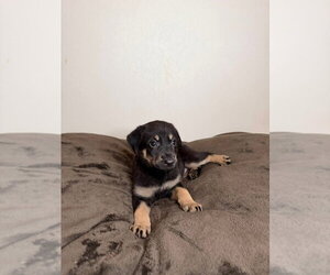 German Shepherd Dog Dogs for adoption in Minneapolis, MN, USA