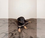 Small German Shepherd Dog