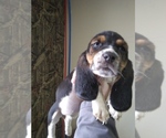 Small Photo #2 Basset Hound Puppy For Sale in PETERSBURG, IN, USA