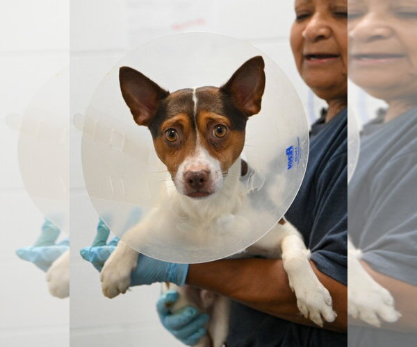 Medium Photo #3 Jack Russell Terrier Puppy For Sale in Glen Allen, VA, USA