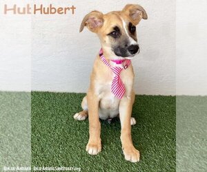 Black Mouth Cur-Unknown Mix Dogs for adoption in San Diego, CA, USA