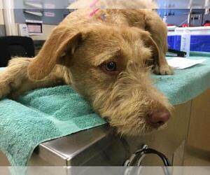 Mutt Dogs for adoption in Riverside, CA, USA