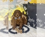 Small #12 Poodle (Toy)