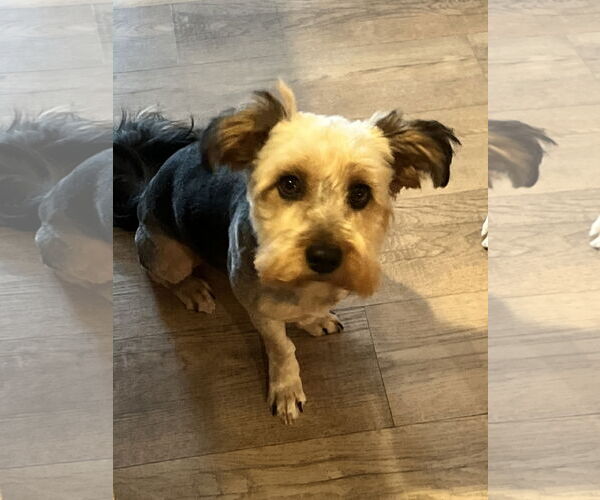 Medium Photo #5 Mutt Puppy For Sale in Allentown,, PA, USA