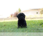 Small Photo #6 Schnoodle (Miniature) Puppy For Sale in WARSAW, IN, USA