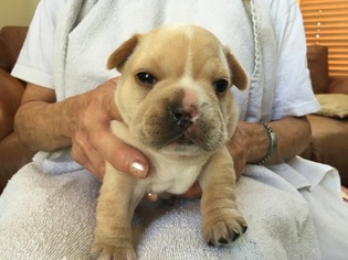 French Bulldog Puppy for sale in CAVE CREEK, AZ, USA
