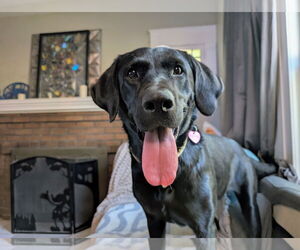 Labrador Retriever Dogs for adoption in Clovis, CA, USA