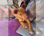 Small #1 American Pit Bull Terrier Mix