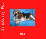 Small Photo #1 Bagle Hound Puppy For Sale in Cuba, NY, USA