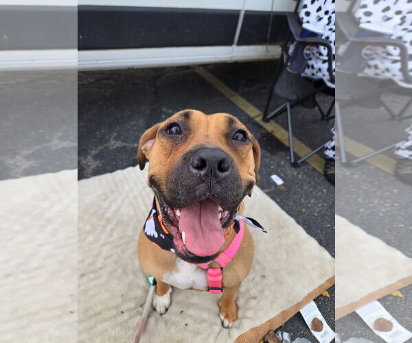 Medium Photo #4 Boxer-Unknown Mix Puppy For Sale in Germantown, OH, USA