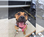 Small #3 Boxer Mix