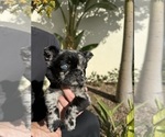 Small #9 French Bulldog