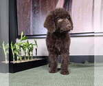 Small #3 Labradoodle