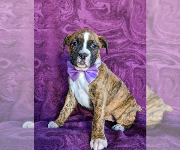 Medium Photo #4 Boxer Puppy For Sale in KIRKWOOD, PA, USA