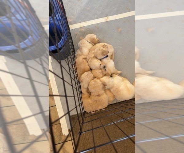 Medium Photo #7 Golden Retriever Puppy For Sale in CHIPPEWA FALLS, WI, USA