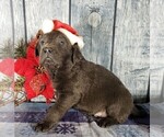 Small Photo #3 Labrador Retriever Puppy For Sale in GRABILL, IN, USA