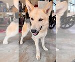 Small #4 Huskies  Mix