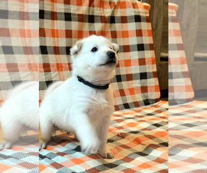 Arbie - Male Gerberian Shepsky Dog for Adoption - Photo #5
