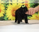 Melina - Female Poodle (Toy) Puppy for Sale - Photo #34