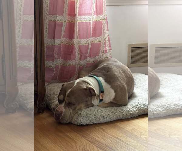 Medium Photo #4 American Staffordshire Terrier-Unknown Mix Puppy For Sale in Rochester, NY, USA