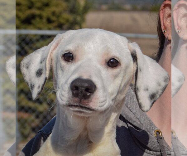 Medium Photo #5 Beagle-Pointer Mix Puppy For Sale in Huntley, IL, USA