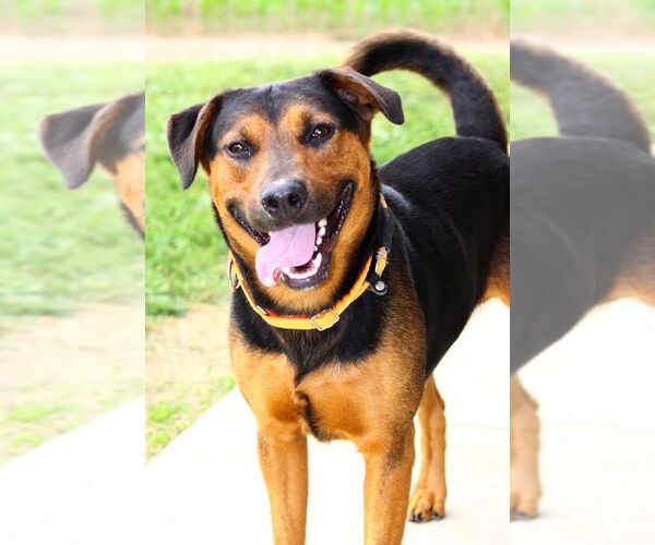 Medium Photo #3 Mutt Puppy For Sale in Evansville, IN, USA