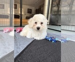 Small #5 Poochon