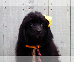 Small Photo #18 Newfoundland Puppy For Sale in HENDERSONVILLE, NC, USA