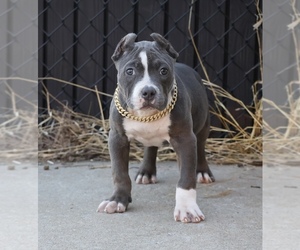 American Bully Puppy for sale in CHAMPAIGN, IL, USA