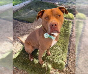 Aries - Male Mutt Dog for Adoption - Photo #2