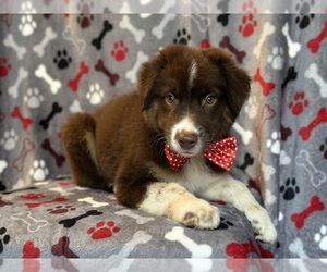 Australian Shepherd Puppy for sale in LAKELAND, FL, USA