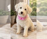 Small Goldendoodle (Miniature)