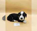 Small Photo #5 Tibetan Terrier Puppy For Sale in DORENA, OR, USA