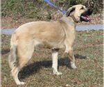 Small #2 Retriever  Mix
