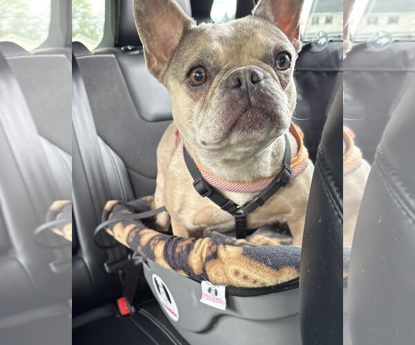 Medium Photo #2 French Bulldog Puppy For Sale in Pottstown, PA, USA