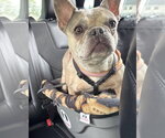 Small #1 French Bulldog