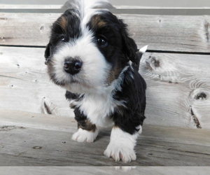Bulldog Puppy for sale in MURPHY, TX, USA