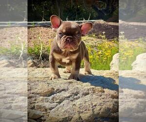 French Bulldog Puppy for sale in BRIARCLIFF, TX, USA