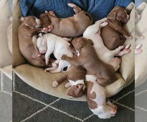 American Pit Bull Terrier Puppy for sale in SAN JACINTO, CA, USA