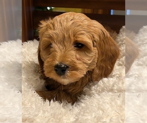 Medium Photo #7 Goldendoodle (Miniature) Puppy For Sale in HULL, IA, USA