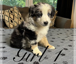 Puppy Girl 1 Miniature Australian Shepherd