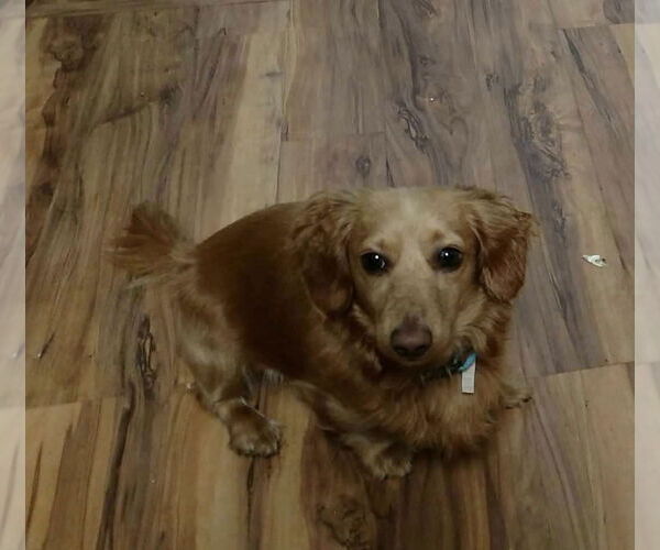 Medium Photo #4 Dachshund Puppy For Sale in St. Louis Park, MN, USA