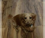 Small #3 Dachshund
